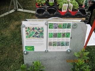 Kräutermarkt in Braunfels,