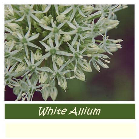 Allium - Lauch