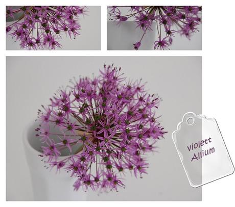 Allium - Lauch