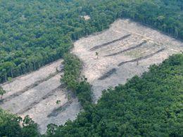 Regenwald Abholzung Copyright by Roberto Maldonado / WWF