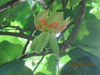 Tulpenbaum
