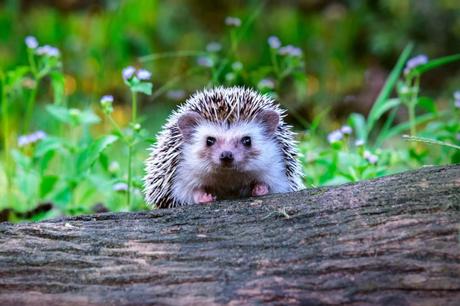 Igel im Garten sind die perfekte Schneckenabwehr.