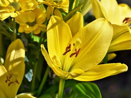Lilien – Lilienarten, Pflege und Pflanzung