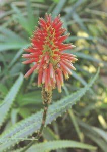 Aloe vera | Wellness | Heilpflanze