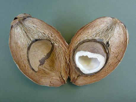 Nachhaltige Sonnencreme - Kokosoel als Sonnenschutz