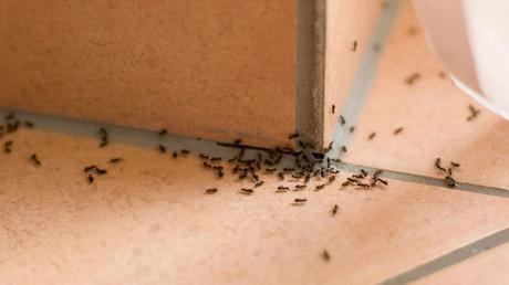 Ameisen in der wohnung