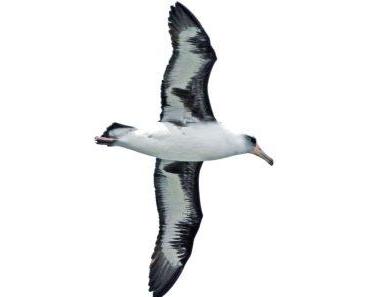 Albatrosse