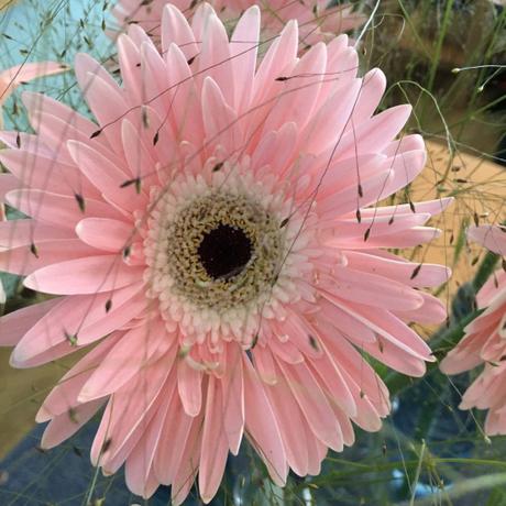 Friday-Flowerday – oder – Ein Blumenstrauß in sechs Vasen