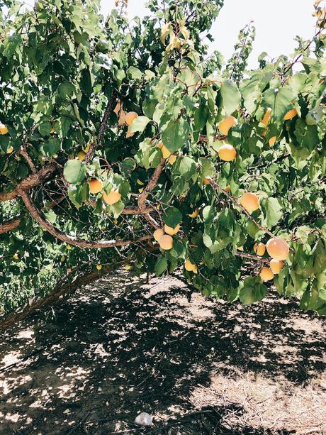 Aprikosen-aus-Frankreich-Sommerliebe-Früchte-Confiture-de-vivre