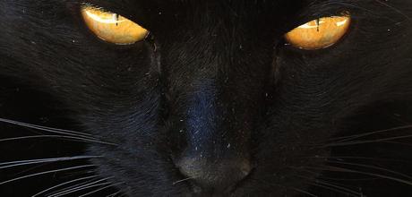 Schwarze Katze Unglück Aberglaube