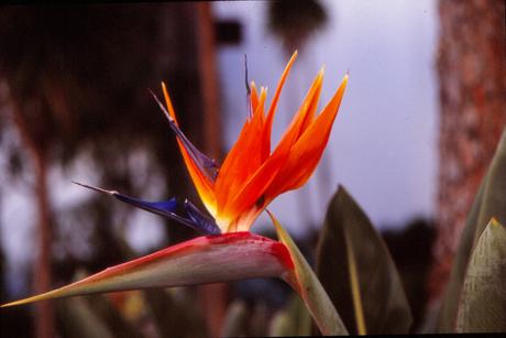 Foto: Eine Paradiesvogelblume