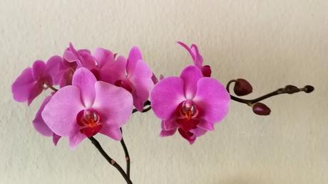 Foto: Die Schmetterlingsorchidee Phalaenopsis
