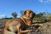 Zwei neue Hundestrände auf Mallorca