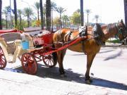 Vorwurf gegen “Missbrauch und Ausbeutung der Kutschpferde in Palma”