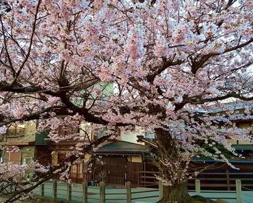 Japan kulinarisch (2/2) – von Takayama nach Kyoto