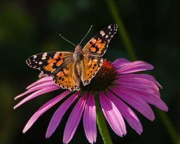 Aus meinem Garten – Juli: Besuch aus Afrika – mein Bild des Tages
