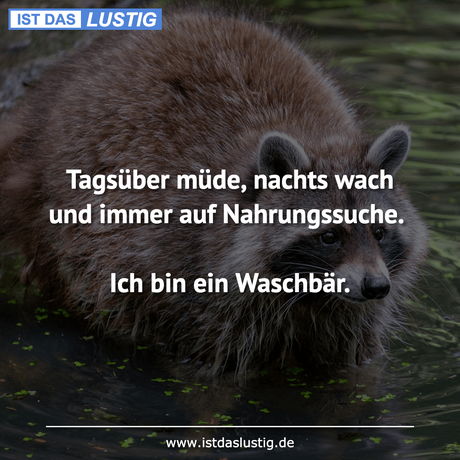 Lustiger BilderSpruch - Tagsüber müde, nachts wach und immer auf...