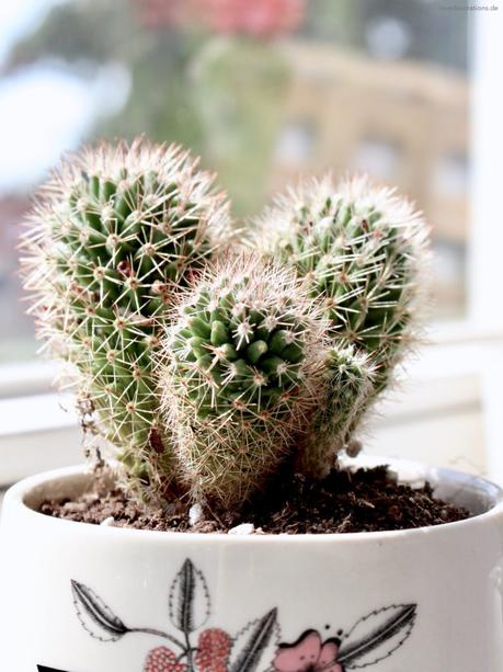 How to Repot a Cactus | DIY Kaktus umpflanzen