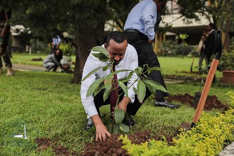 Weltrekord Baemepflanzen in Aethiopien - Premierminister planzt Baum