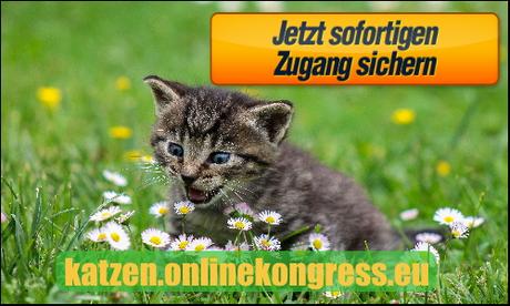 Der Katzen Online Kongress