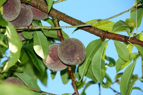 Foto: Pfirsiche am Baum