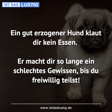 Lustiger BilderSpruch - Ein gut erzogener Hund klaut dir kein Essen....