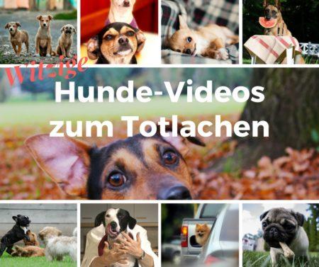 Witzige Hunde-Videos zum Totlachen