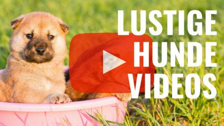 14 Lustige Hunde-Videos zum Totlachen - Süße Hunde in witzigen Situationen
