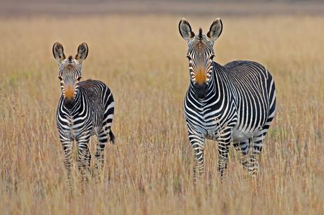 Naturschutz und Tierschutz im Urlaub - Zebras in Suedafrika