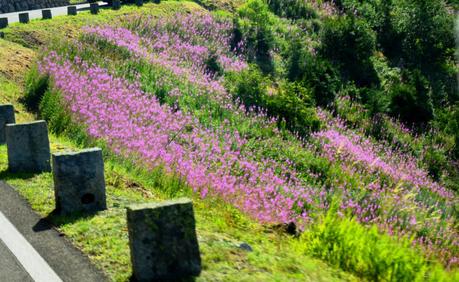 Fischwenger Reisen – Tag 3 – Sarner See, Sustenpass