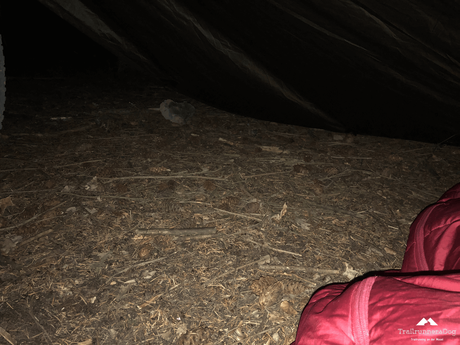 Wenn es Nacht wird im Wald…