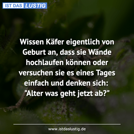 Lustiger BilderSpruch - Wissen Käfer eigentlich von Geburt an, dass sie...