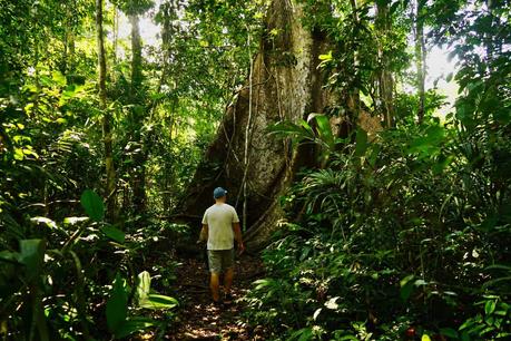 Der Amazonas Regenwald – Alles was du wissen musst!