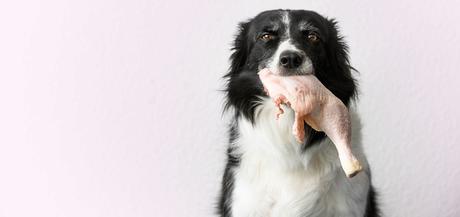So deckst du den Proteinbedarf deines Hundes – nachhaltig