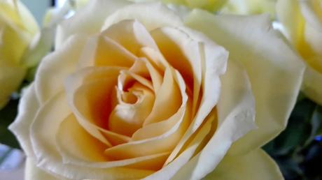 Foto: Rose in zarten Cremetönen