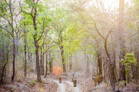 3. Juni 2019 – Pufferzonen Junona und Agarzari