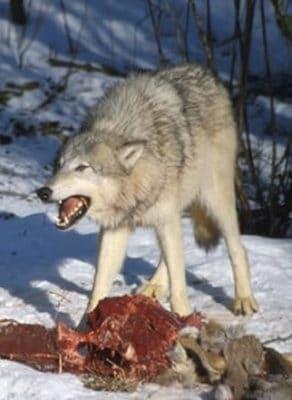 Barf-Vorbild Wolf mit Beutetier