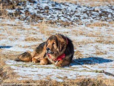 Tibet Mastiff (Do Khyi), ein Herdenschutzhund aus Tibet