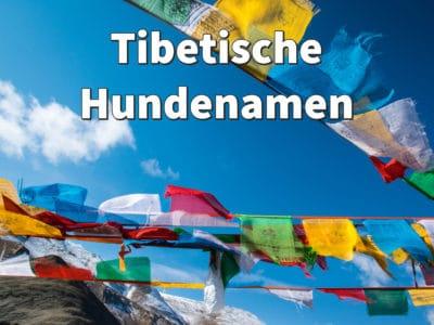 Tibetische Hundenamen mit Bedeutung: weibliche und männliche Namen