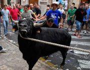 Fornalutx feiert seine traditionelle “baixada de bou”