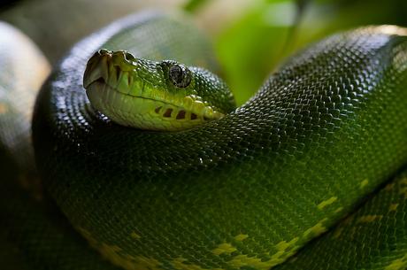 Python 2 überlebt das kommende Jahr nicht mehr