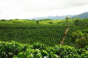 Kaffee Dreieck - Kolumbien © PROEXPORT COLOMBIA