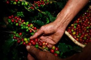 Kaffee- Kolumbien © PROEXPORT COLOMBIA