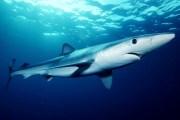 Hai tot in den Gewässern von Puerto Portals gefunden