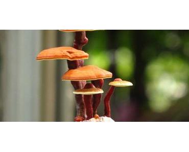 Reishi-Pilz – alternative Heilmethode aus Japan