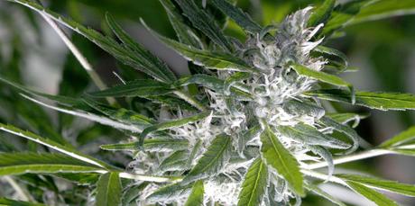 Luxemburg will Cannabis legalisieren