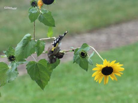 Sonnenblumen - oder was