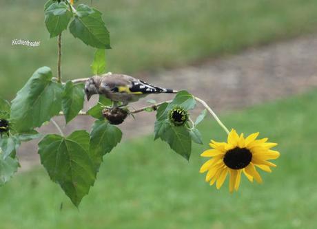 Sonnenblumen - oder was