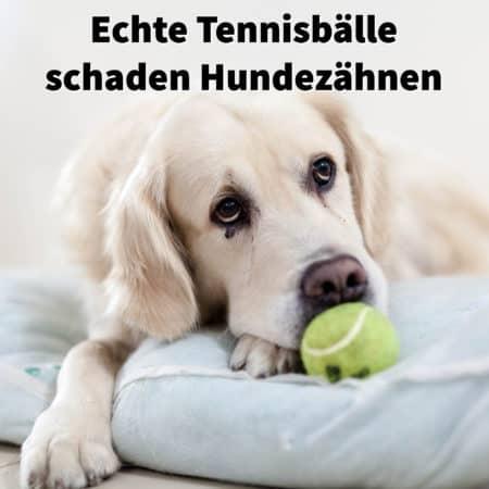 Echte Tennisbälle schaden Hundezähnen