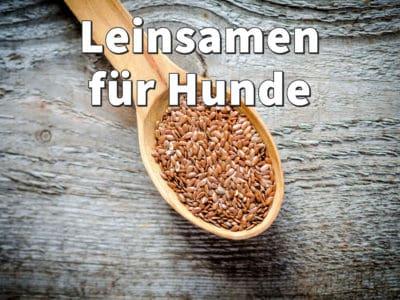 Leinsamen für Hunde: Richtig füttern bei Verstopfung, Durchfall und Darmsanierung